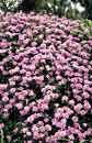 Verbena 'Blue Princess' (Blue Princess Perennial Verbena)