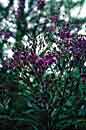 Vernonia altissima 'Jonesboro Giant' (Jonesboro Giant Ironweed)