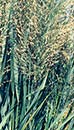 Panicum virgatum 'Northwind' (Upright Switchgrass)