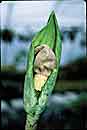Amorphophallus yunnanensis (Voodoo Lily)
