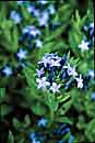 Amsonia 'Blue Ice' (Blue Star)