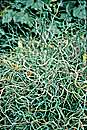 Juncus effusus Afro