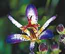 Tricyrtis lasiocarpa (Amethyst Toad Lily)