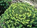 Euphorbia 'Charam' (Redwing Spurge)