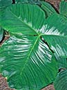 Arisaema fargesii (Farges's Cobra Lily)