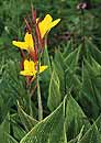 Canna 'Minerva' (Yellow Flowered Variegated Canna)