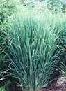 Panicum virgatum 'Northwind' (Upright Switchgrass)