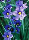 Sisyrinchium angustifolium 'Lucerne' (Lucerne Blue-Eyed Grass)