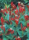 Spigelia marilandica 'Little Redhead' (Compact Indian Pink)