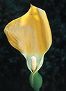 Remusatia vivipara (Hitchhiker Elephant Ear)