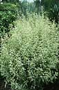 Caryopteris divaricata 'Snow Fairy' (Snow Fairy Bluebeard)