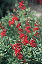 Salvia darcyi (Mexican Sage)