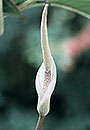 Amorphophallus saururus (Voodoo Lily)