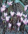 Cyclamen hederifolium 'Silver Cloud' (Silver Cloud Hardy Cyclamen)