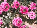 Verbena tenera 'Sissinghurst' (Sissinghurst Perennial Verbena)