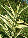 Arundo donax 'Golden Chain' (Golden Chain Giant Reed Grass)