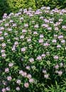 Monarda bartlettii 'Puerto Purificacion' (Bartlett's Bee Balm)