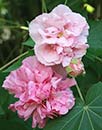 Hibiscus mutabilis 'Flora Plena' (Confederate Rose Mallow)