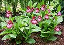 Cypripedium x ventricosum <a class=reg href='http://www.cypripedium.de'  target='frosch'> Frosch </a> (Siberian Hybrid Hardy Lady Slipper)