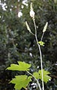 Cimicifuga rubifolia (Kearney's Bugbane)
