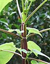 Salvia madrensis 'Red Neck Girl' (Red Neck Girl Forsythia Sage)