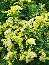 Solidago 'Dansolitlem' PP 17,297 (Little Lemon Goldenrod)