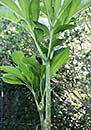 Amorphophallus symonianus PDN #4 (Voodoo Lily)