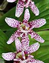 Tricyrtis hirta 'Miyazaki' (Miyazaki Toad Lily)