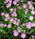 Sabatia dodecandra (Swamp Pink Gentian)