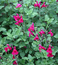 Salvia microphylla 'San Carlos Festival' (San Carlos Festival Sage)