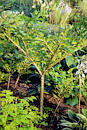 Amorphophallus konjac