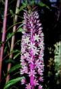 Eucomis 'Sparkling Burgundy' (Purple Pineapple Lily)