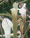 Sarracenia leucophylla