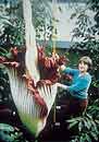 Amorphophallus titanum (Giant Voodoo Lily)