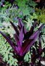 Eucomis 'Sparkling Burgundy' (Purple Pineapple Lily)