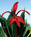 Sprekelia formosissima (Aztec Lily)