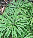 Syneilesis aconitifolia (Shredded Umbrella Plant)