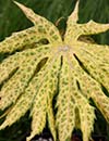 Syneilesis palmata 'Kikko' (Kikko Shredded Umbrella Plant)