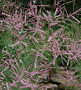 Tamarix ramosissima 'Pink Cascade' (Pink Cascade Salt Cedar)