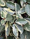 Trachelospermum jasminoides 'Variegatum' (Variegated Confederate Jasmine)