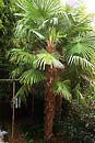 Trachycarpus fortunei Tennessee Form (Hardy Windmill Palm)