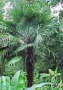 Trachycarpus 'Hayes Stiffie' (Hayes Stiff Windmill Palm)