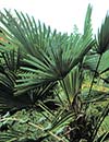 Trachycarpus wagnerianus (Wagner's Windmill Palm)