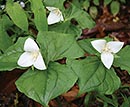 Trillium flexipes (Bent White Trillium)