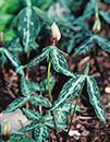 Trillium lancifolium coll. #A2FL-013 (Lance Leaf Toadshade)