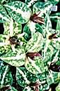 Trillium underwoodii (Underwood's Trillium)