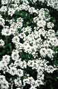 Verbena 'Snowflurry' (Snowflurry Perennial Verbena)