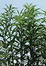Vernonia altissima 'Jonesboro Giant' (Jonesboro Giant Ironweed)