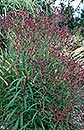 Vernonia angustifolia 'Plum Peachy' (Narrow-leaf Ironweed)