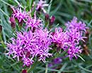 Vernonia lettermannii (Late Night With Ironweed)
